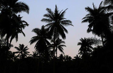 silhouette of palm trees over dark sky