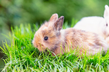 Osterhase in der Natur Landschaft Card
