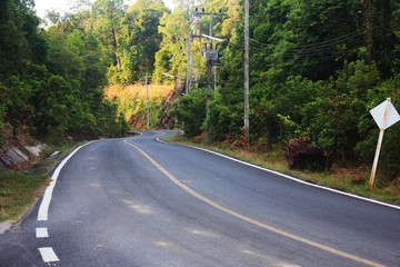Fototapeta premium road in the forest