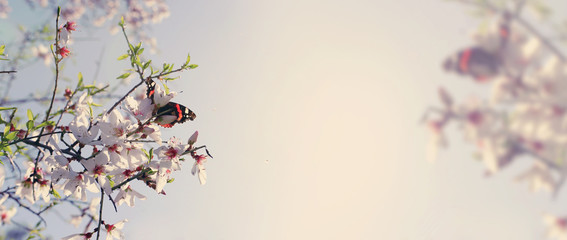 background of spring cherry blossoms tree and beautiful butterfly collects nectar from the flower. selective focus
