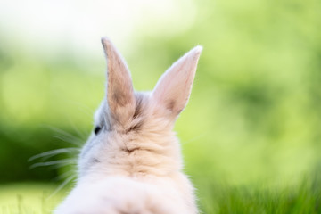 süßer kleiner hase in der natur