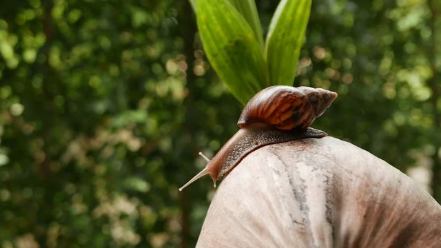 a snail is crawling in circles on a dry coconut, a snail is crawling on a yellow ball, two snails are crawling on a palm tree leaf.