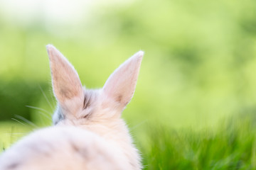 Osterhase in der Natur Landschaft Card
