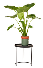 green plant on small table