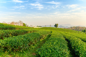Fototapeta na wymiar Landscape green tea plantation on hill