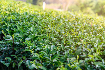 Green tea bush growing in plantation