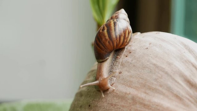 a snail is crawling in circles on a dry coconut, a snail is crawling on a yellow ball, two snails are crawling on a palm tree leaf.