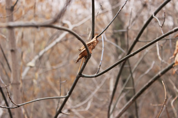 Single leaf in autumn forest