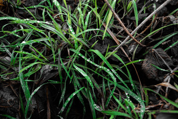 grass with dew