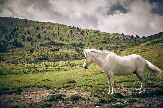 White horse stands on green hillside