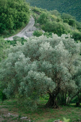 old olive with green leaf It stands on a mountain near a dirt country road