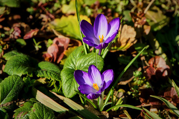 Closeup of tender blue spring crocuses. Blue pearl on a blurred background of green leaves. Selective focus. Delicate spring format for any design.