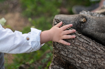 A little boy in a white shirt touches a wooden log in the village. Unity with nature, country life