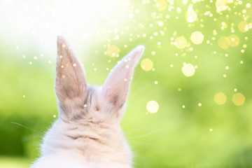 Osterhase in der Natur Landschaft Card