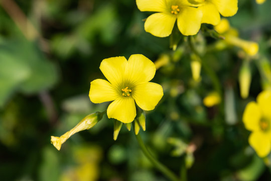 African Wood Sorrel Flower in Bloom in Winter