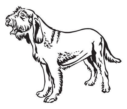 Decorative portrait of Dog Spinone Italiano vector illustration