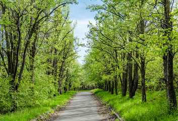 road in the park with trees and green grass
