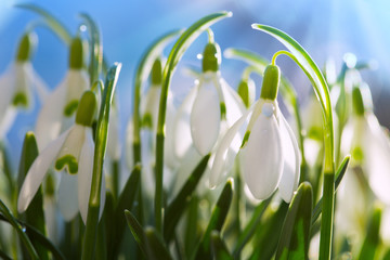 Snowdrops on bokeh background in sunny spring garden under sunbeams.