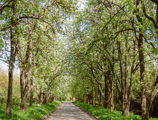 road in the park with trees and green grass