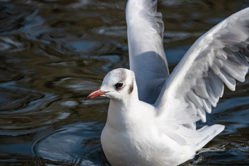 Black Headed Gull in Pond in Winter