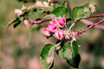 blooming apple tree branch with pink flowers in the garden