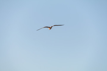 seagull flying, blue sky