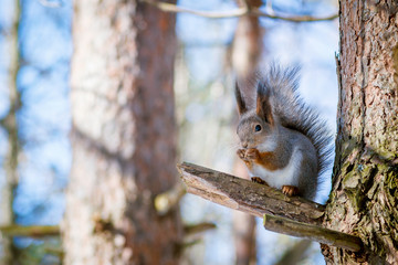 Hungry and funny one wild squirrel sitting on a tree in the spring forest