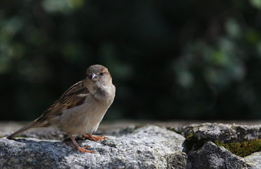beautiful sparrow sitting on a stone