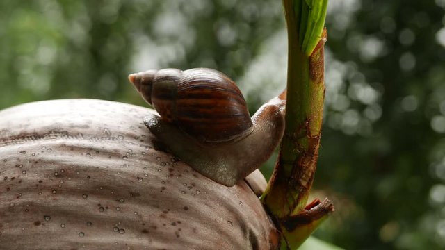 a snail is crawling in circles on a dry coconut, a snail is crawling on a yellow ball, two snails are crawling on a palm tree leaf.