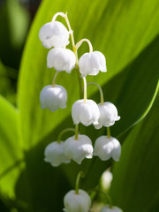 Lily of the valley (Convallaria majalis) flowers