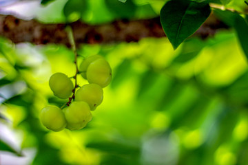 Star gooseberry fruit on a tree that has a sour taste.