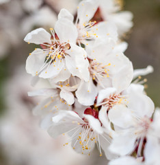Fototapeta na wymiar Apricot tree flowers