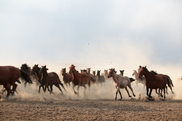 wild horses and cowboys.kayseri turkey
