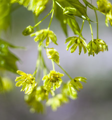 Fototapeta na wymiar Flowers of the maple tree