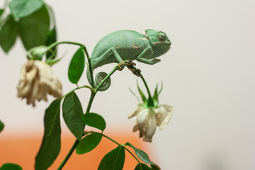 little green chameleon on a flower