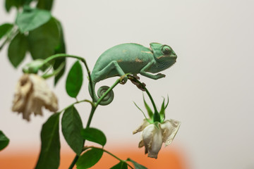 little green chameleon on a flower
