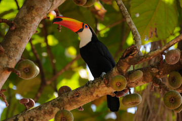 Toucan on tree