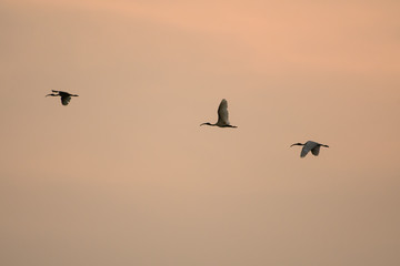 Many birds are flying To migrate to find a new habitat