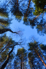  Crown of high pines on the background of blue sky bottom view.