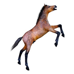 Fototapeta premium 3D Rendering Horse Foal on White
