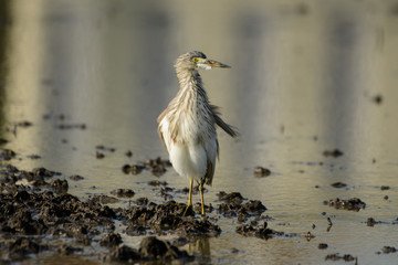 Birds are using long, tricky mouths living in Water field