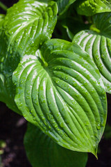 Obraz premium Hosta green leaves with dewdrops