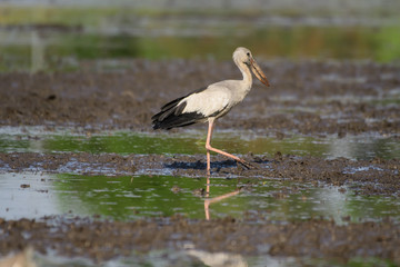 Birds are using long, tricky mouths living in Water field