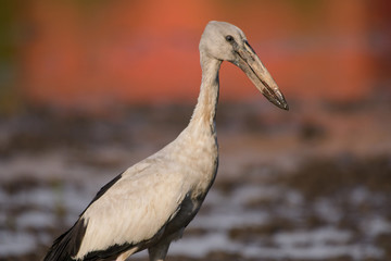 Birds are using long, tricky mouths living in Water field
