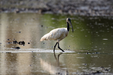 Birds are using long, tricky mouths living in Water field