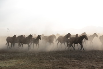 Fototapeta na wymiar wild horses and cowboys.kayseri turkey