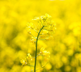 Yellow rapeseed flower (Brassica napus)