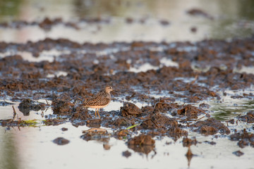 Birds are using long, tricky mouths living in Water field