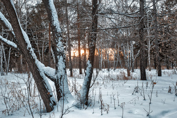 evening landscape in winter