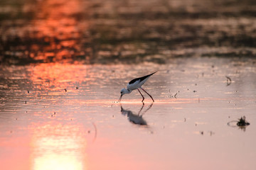 Birds are using long, tricky mouths living in Water field